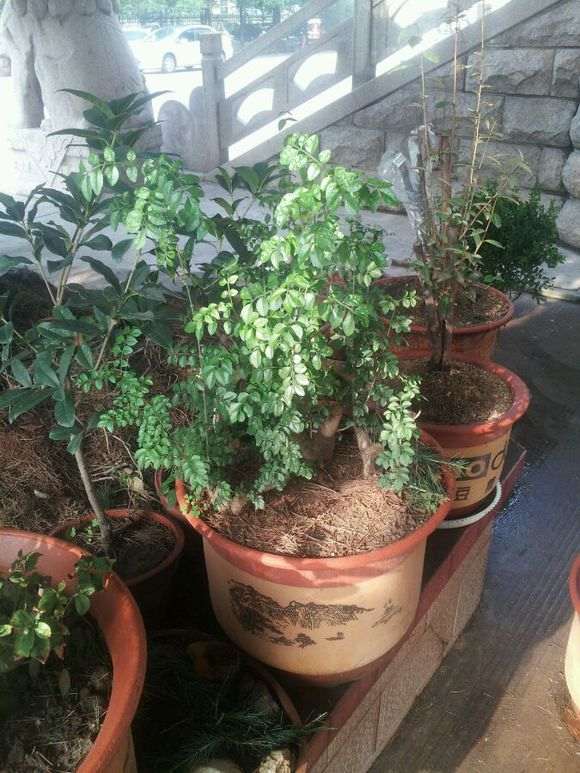 对节白蜡下山的枝条枝 要不要抹掉 图片