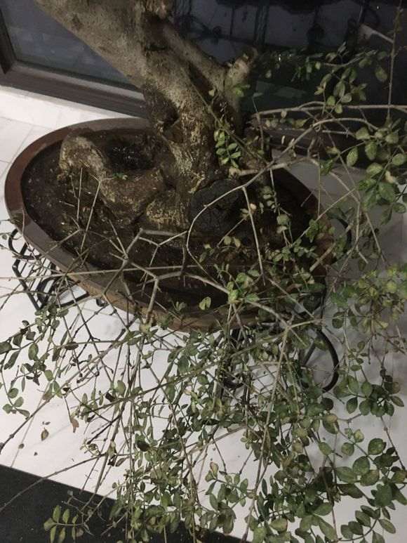 对节白蜡下山桩叶子都掉光了 怎么办