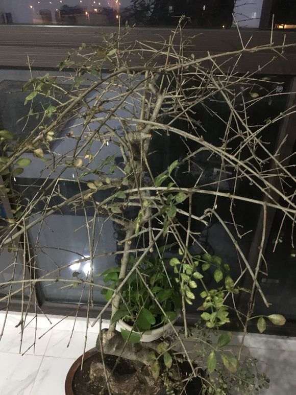 对节白蜡下山桩叶子都掉光了 怎么办