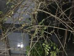 对节白蜡下山桩叶子都掉光了 怎么办