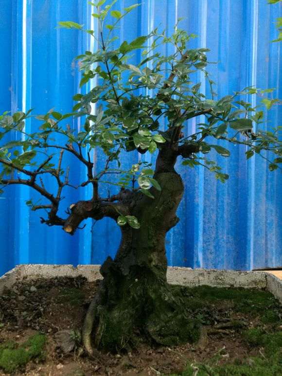 对节白蜡下山桩被我糟蹋了 怎么办 图片