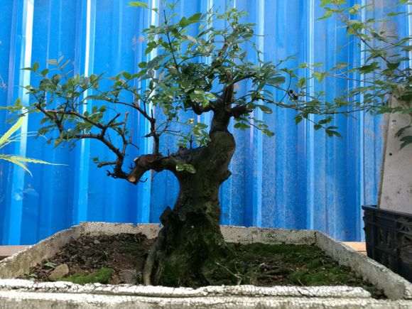 对节白蜡下山桩被我糟蹋了 怎么办 图片