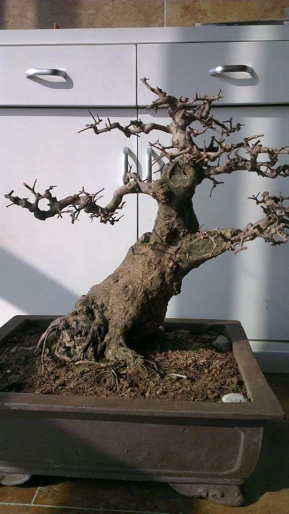 对节白腊盆景 2600元 价格贵吗 图片