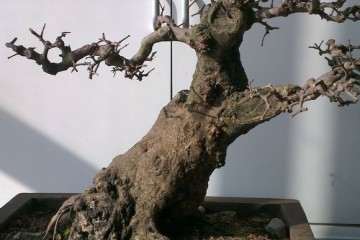 对节白腊盆景 2600元 价格贵吗 图片