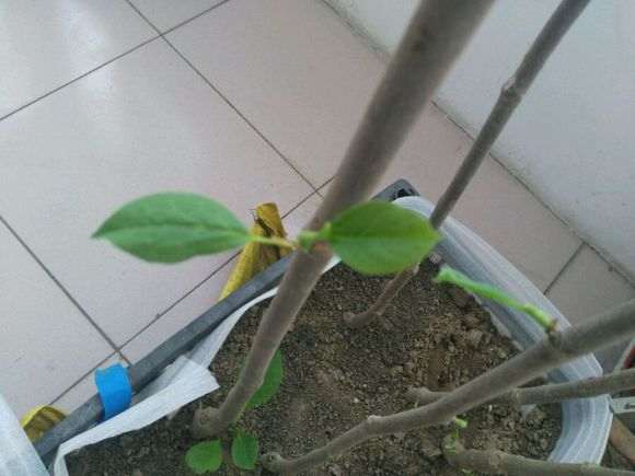 为什么宿迁下山桩99%都假的 图片