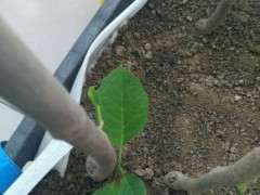 为什么宿迁下山桩99%都假的 图片