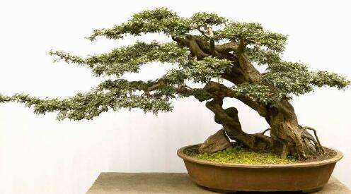 为什么对节白蜡盆景是美化环境的最佳选择