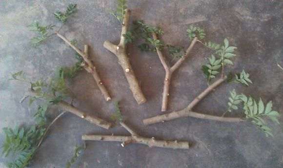 对节白蜡下山桩枝条怎么扦插的方法 图片