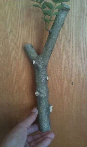 对节白蜡下山桩枝条怎么扦插的方法 图片