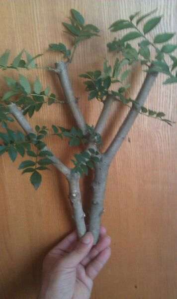 对节白蜡下山桩枝条怎么扦插的方法 图片