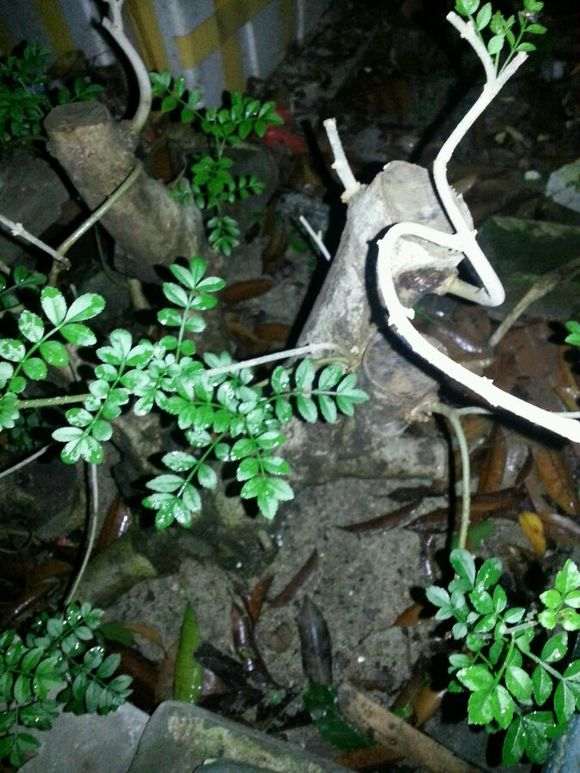 对节白蜡下山桩一直不张叶怎么办 图片