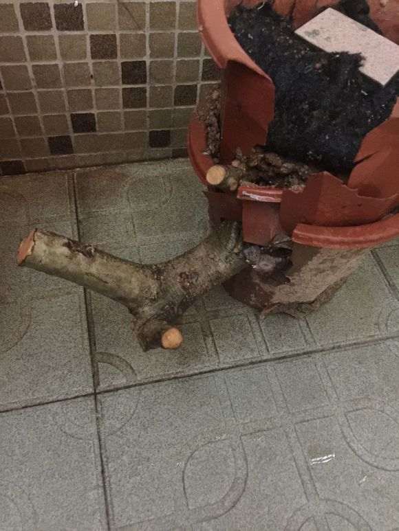 对节白蜡下山桩芽长这么高  需要掐尖吗