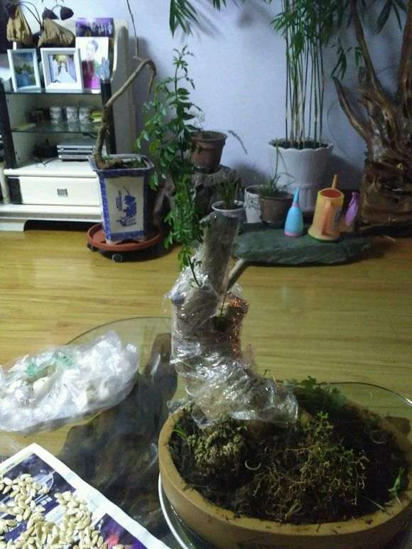 对节白蜡下山桩芽长这么高  需要掐尖吗