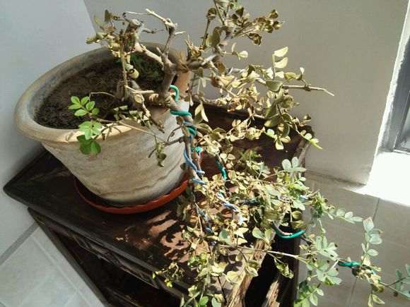 为什么我的对节白蜡下山桩总养不好 图片