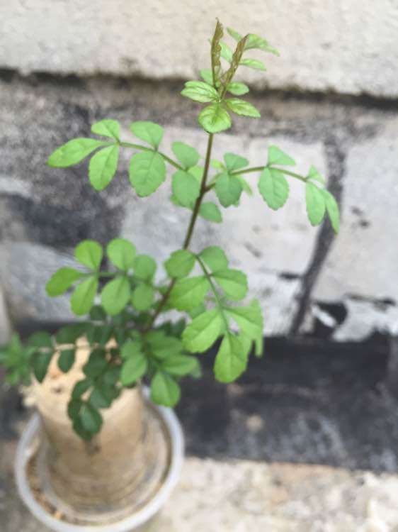 对节白蜡下山桩的叶子怎么怪怪的 图片