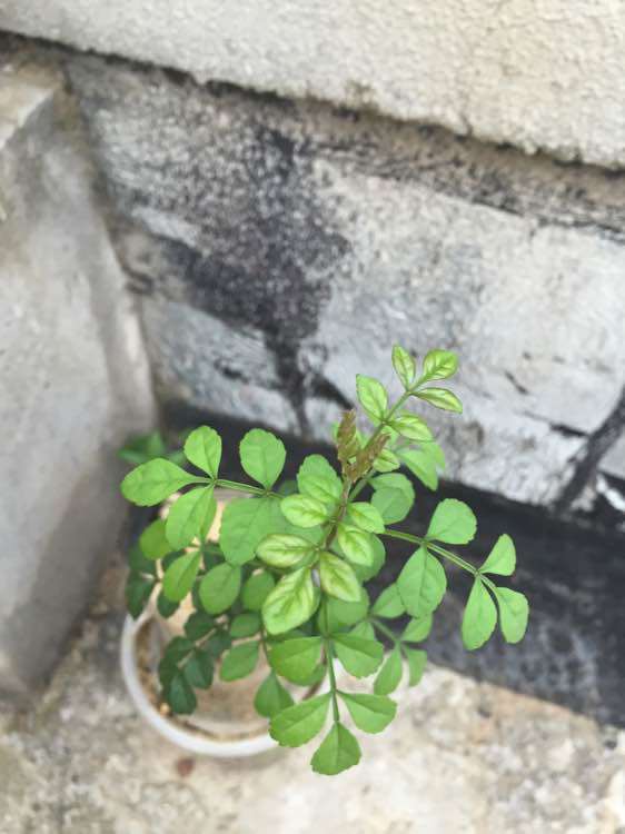 对节白蜡下山桩的叶子怎么怪怪的 图片