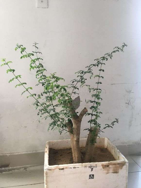 对节白蜡下山桩的枝条太长 怎么办 图片