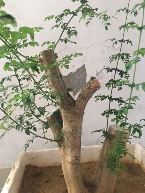 对节白蜡下山桩的枝条太长 怎么办 图片