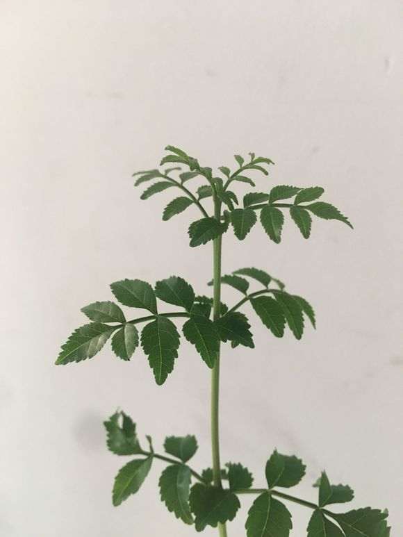 对节白蜡下山桩的枝条太长 怎么办 图片