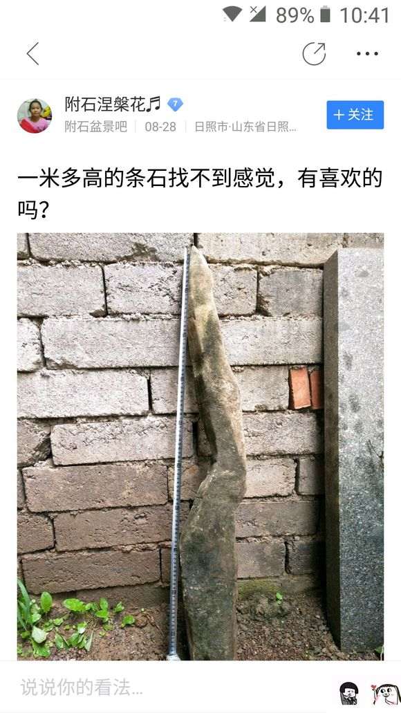 对节白蜡做附石盆景 怎么样 图片