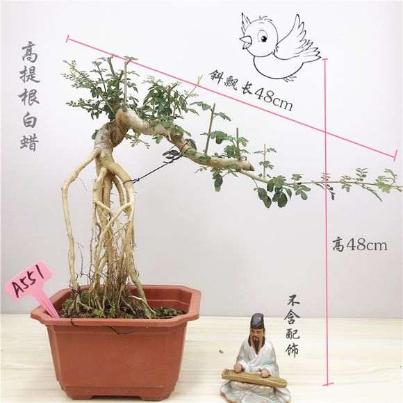 对节白蜡做附石盆景 怎么样 图片