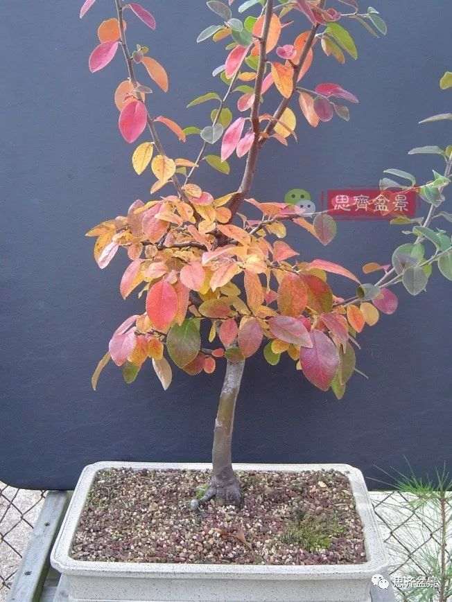 图解 13年将木瓜下山桩制作成盆景