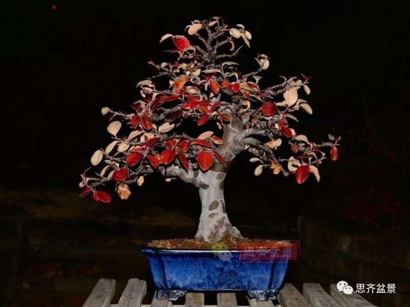 图解 13年将木瓜下山桩制作成盆景