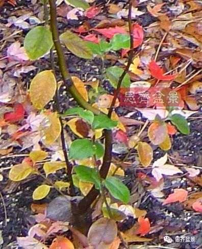 图解 13年将木瓜下山桩制作成盆景