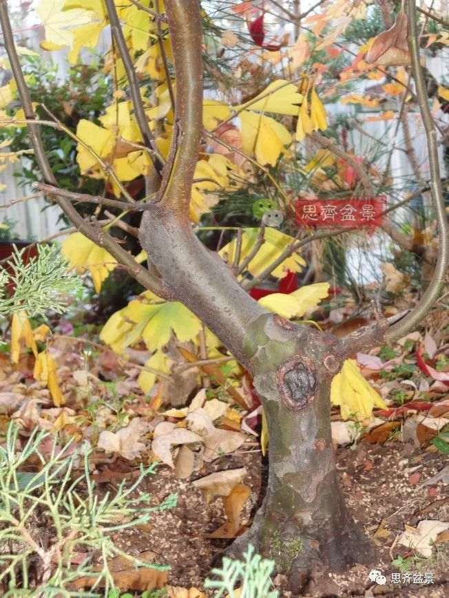 图解 13年将木瓜下山桩制作成盆景