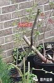 图解 13年将木瓜下山桩制作成盆景