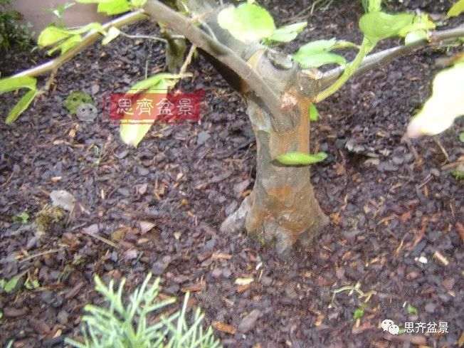 图解 13年将木瓜下山桩制作成盆景