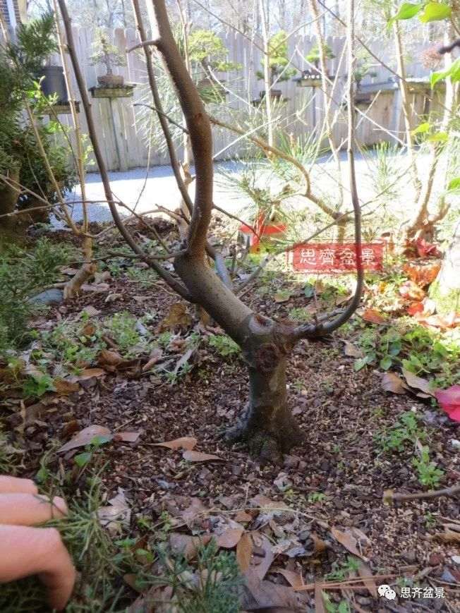 图解 13年将木瓜下山桩制作成盆景
