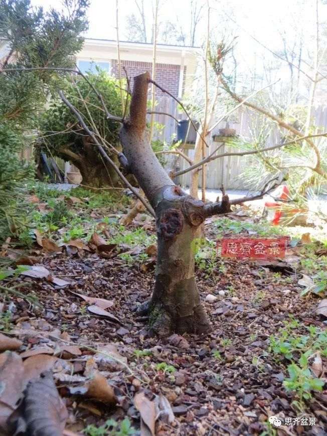 图解 13年将木瓜下山桩制作成盆景