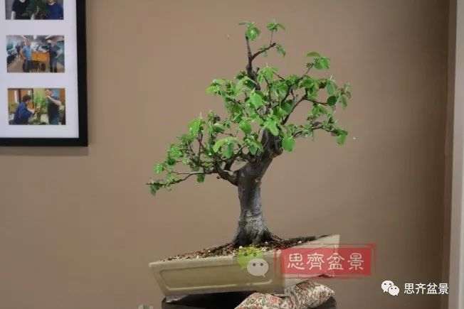 图解 13年将木瓜下山桩制作成盆景