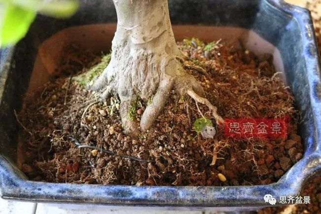 图解 13年将木瓜下山桩制作成盆景