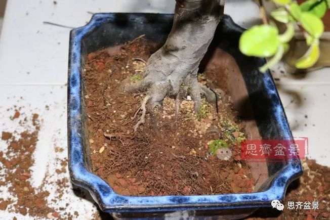 图解 13年将木瓜下山桩制作成盆景