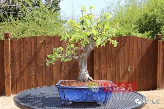 图解 13年将木瓜下山桩制作成盆景