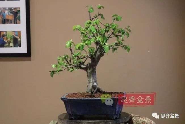 图解 13年将木瓜下山桩制作成盆景