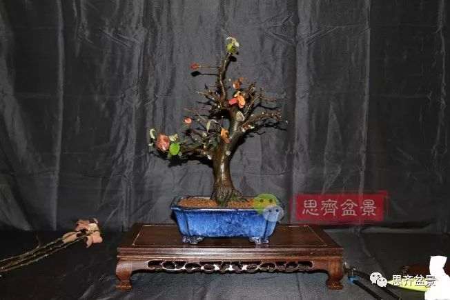 图解 13年将木瓜下山桩制作成盆景