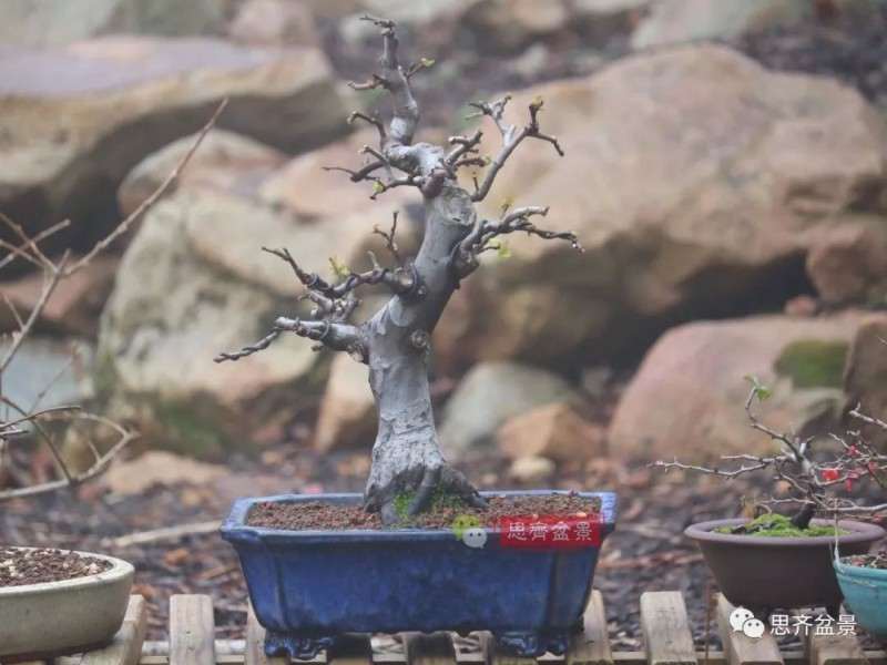 图解 13年将木瓜下山桩制作成盆景