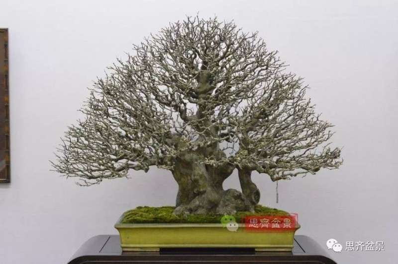 图解 13年将木瓜下山桩制作成盆景