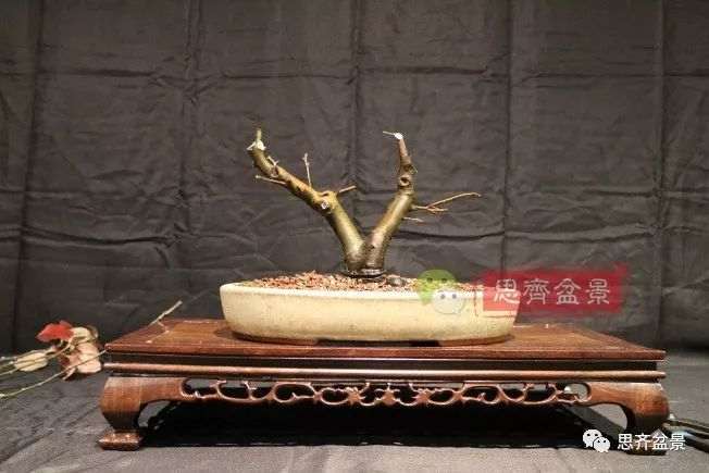 图解 13年将木瓜下山桩制作成盆景