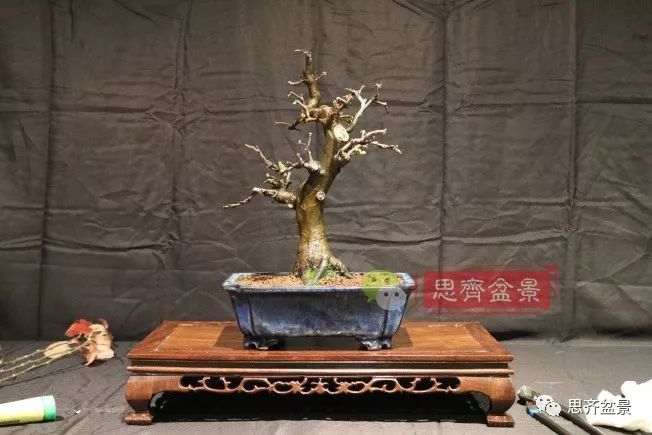 图解 13年将木瓜下山桩制作成盆景