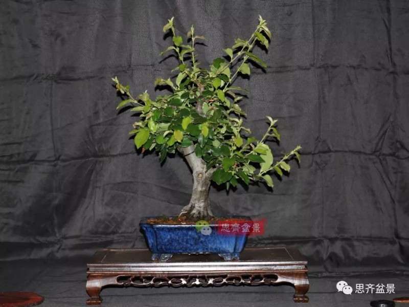 图解 13年将木瓜下山桩制作成盆景