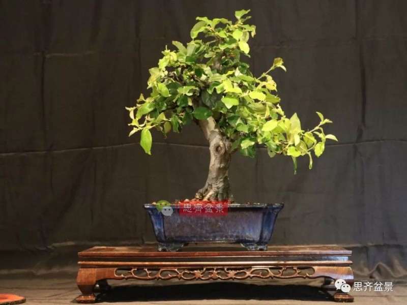 图解 13年将木瓜下山桩制作成盆景