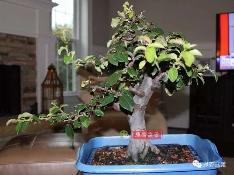 图解 13年将木瓜下山桩制作成盆景