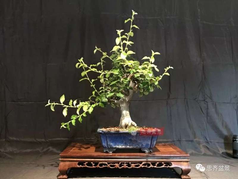 图解 13年将木瓜下山桩制作成盆景