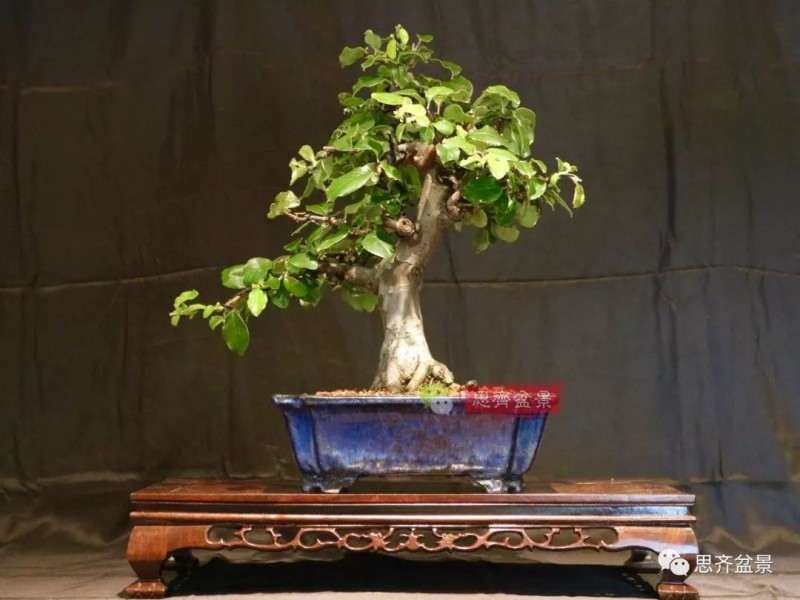 图解 13年将木瓜下山桩制作成盆景