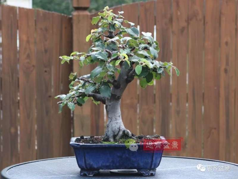 图解 13年将木瓜下山桩制作成盆景