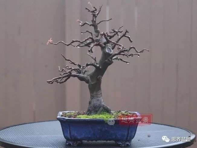 图解 13年将木瓜下山桩制作成盆景